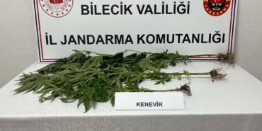bilecik-haber_bilecik-te-3-kok-hint-keneviri-ele-gecirildi-8310.jpg