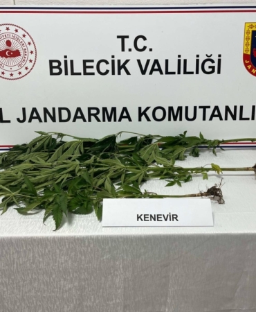 bilecik-haber_bilecik-te-3-kok-hint-keneviri-ele-gecirildi-8310.jpg