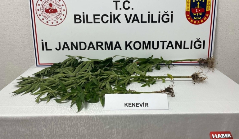 Bilecik’te 3 kök Hint keneviri ele geçirildi