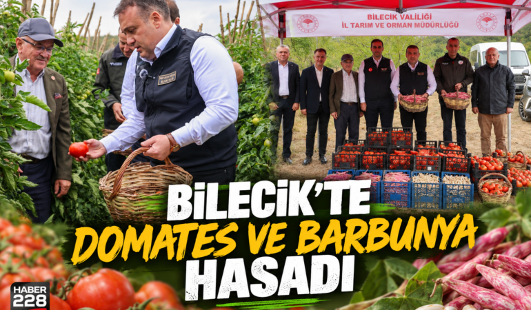 Bilecik’te Domates ve Barbunya Hasadı