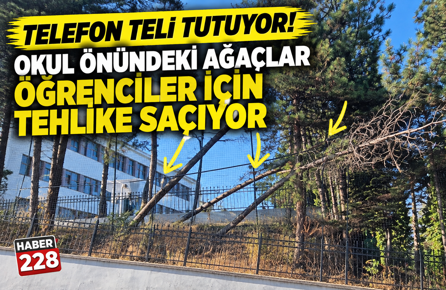“Telefon Teli Tutuyor! Okul Önündeki Ağaçlar Öğrenciler İçin Tehlike Saçıyor”
