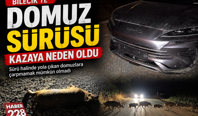Bilecik’te Domuz Sürüsü Kazaya Neden Oldu