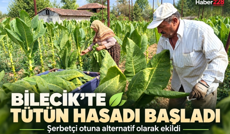 Bilecik’te şerbetçi otuna alternatif olarak ekilen tütünde hasat başladı