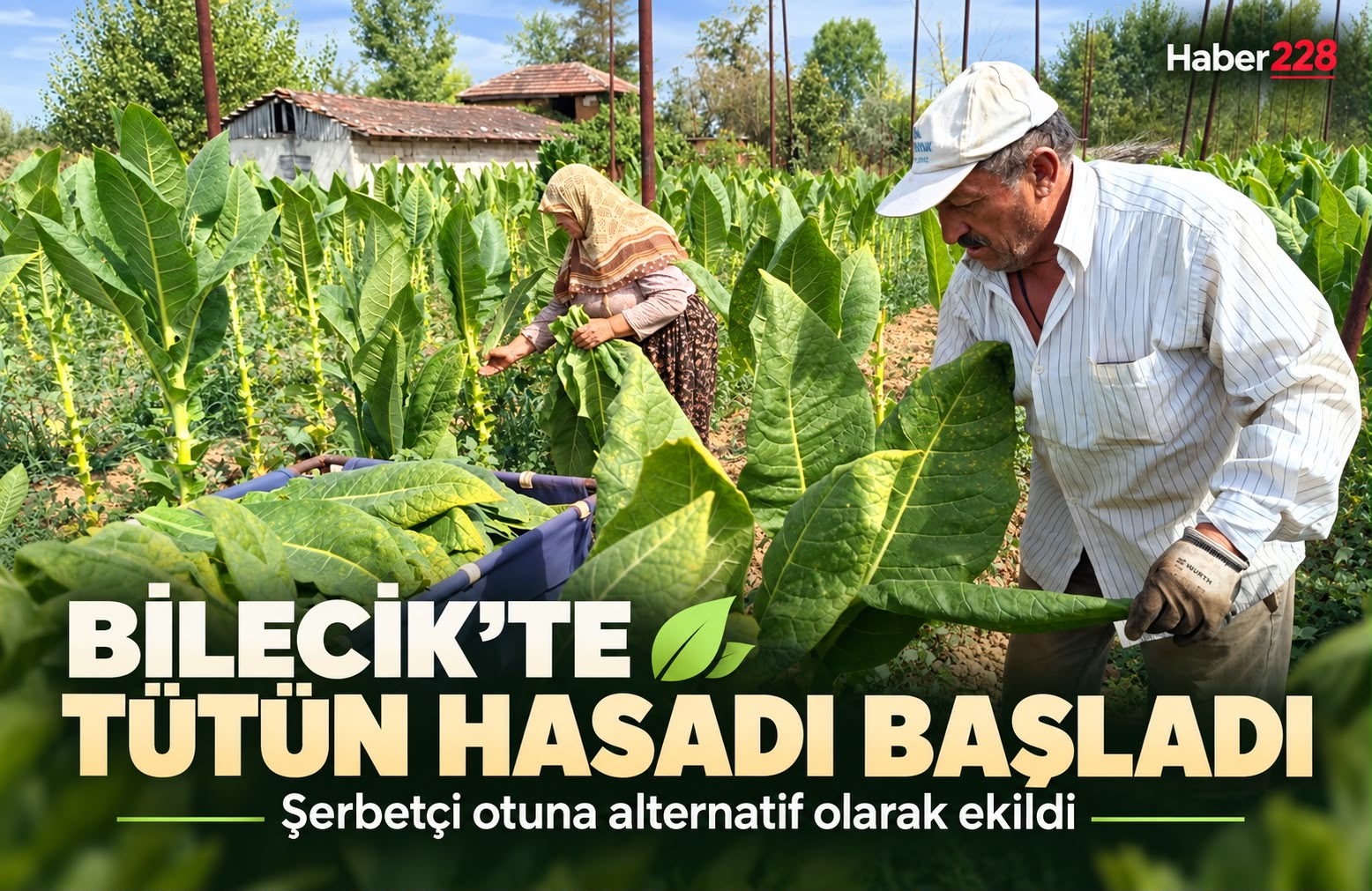 Bilecik’te şerbetçi otuna alternatif olarak ekilen tütünde hasat başladı